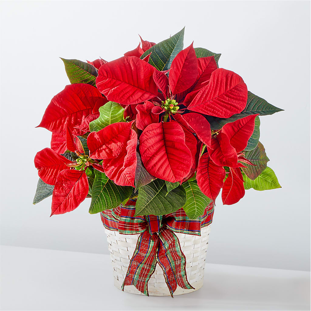 Happiest Holidays Poinsettia – Lasting Impressions Flowers Llc, Flemingsburg KY