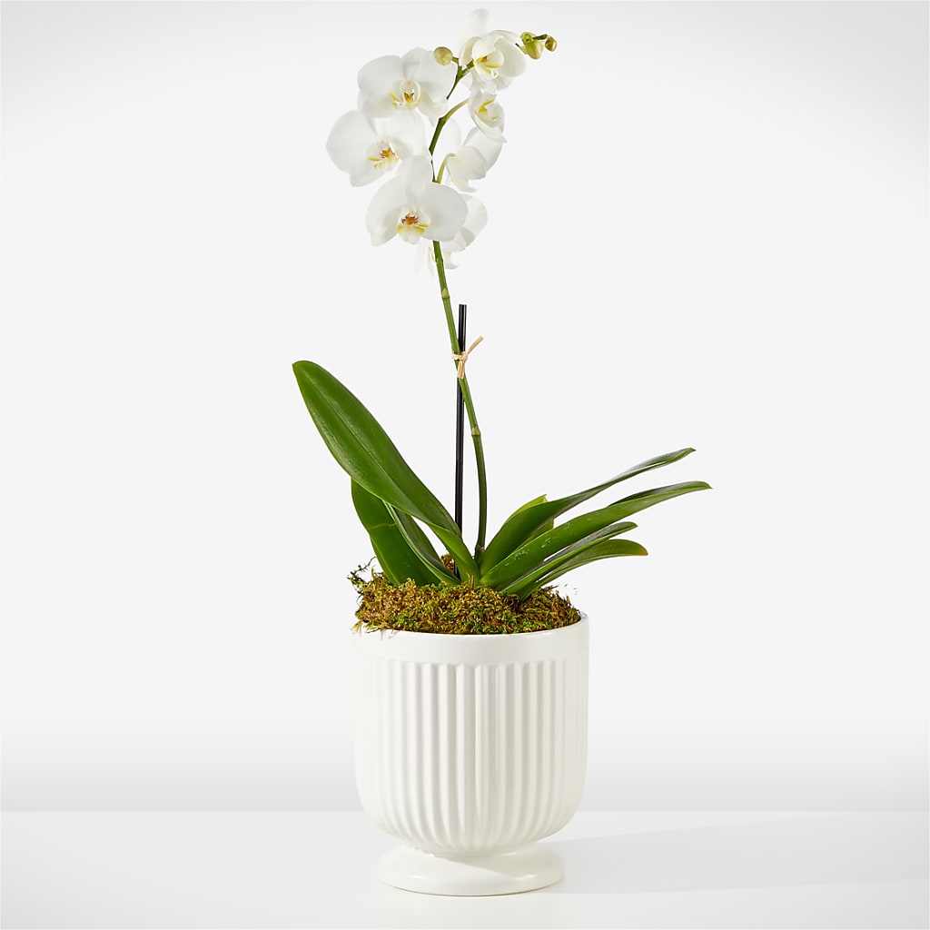 Whispering White Orchid – Lasting Impressions Flowers Llc, Flemingsburg KY