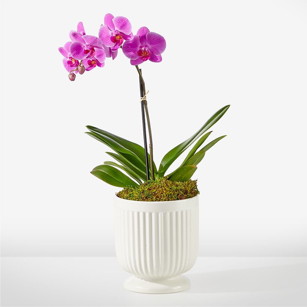 Friendly Fuchsia Orchid – Lasting Impressions Flowers Llc, Flemingsburg KY
