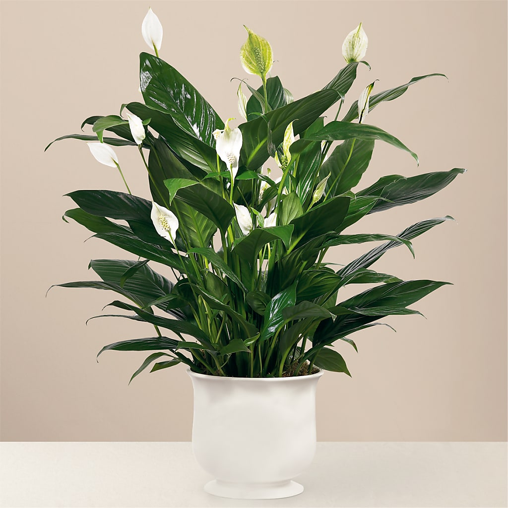 Comfort Planter – Lasting Impressions Flowers Llc, Flemingsburg KY
