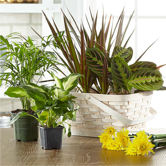 Florist Designed Blooming and Green Plants in a Basket –  Lasting Impressions Flowers Llc, Flemingsburg KY