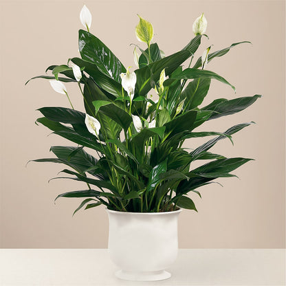 Comfort Planter –  Lasting Impressions Flowers Llc, Flemingsburg KY