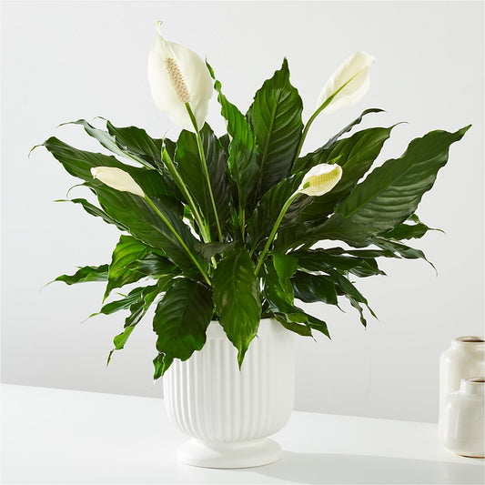 Comfort Planter –  Lasting Impressions Flowers Llc, Flemingsburg KY