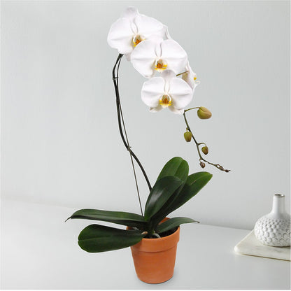 White Cascading Orchid –  Lasting Impressions Flowers Llc, Flemingsburg KY
