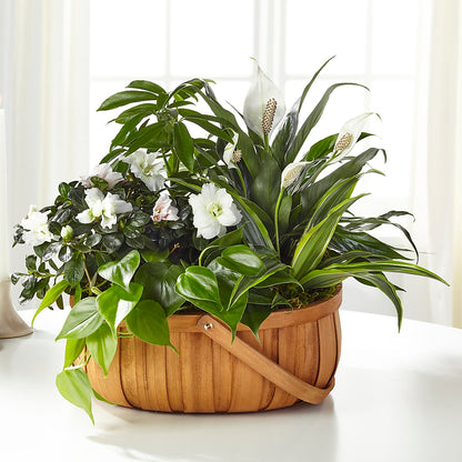 Serene Dishgarden –  Lasting Impressions Flowers Llc, Flemingsburg KY