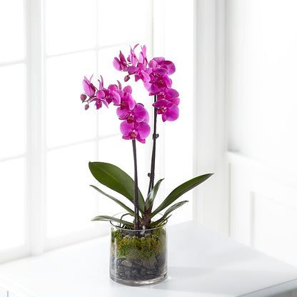 Pink Orchid Plant –  Lasting Impressions Flowers Llc, Flemingsburg KY