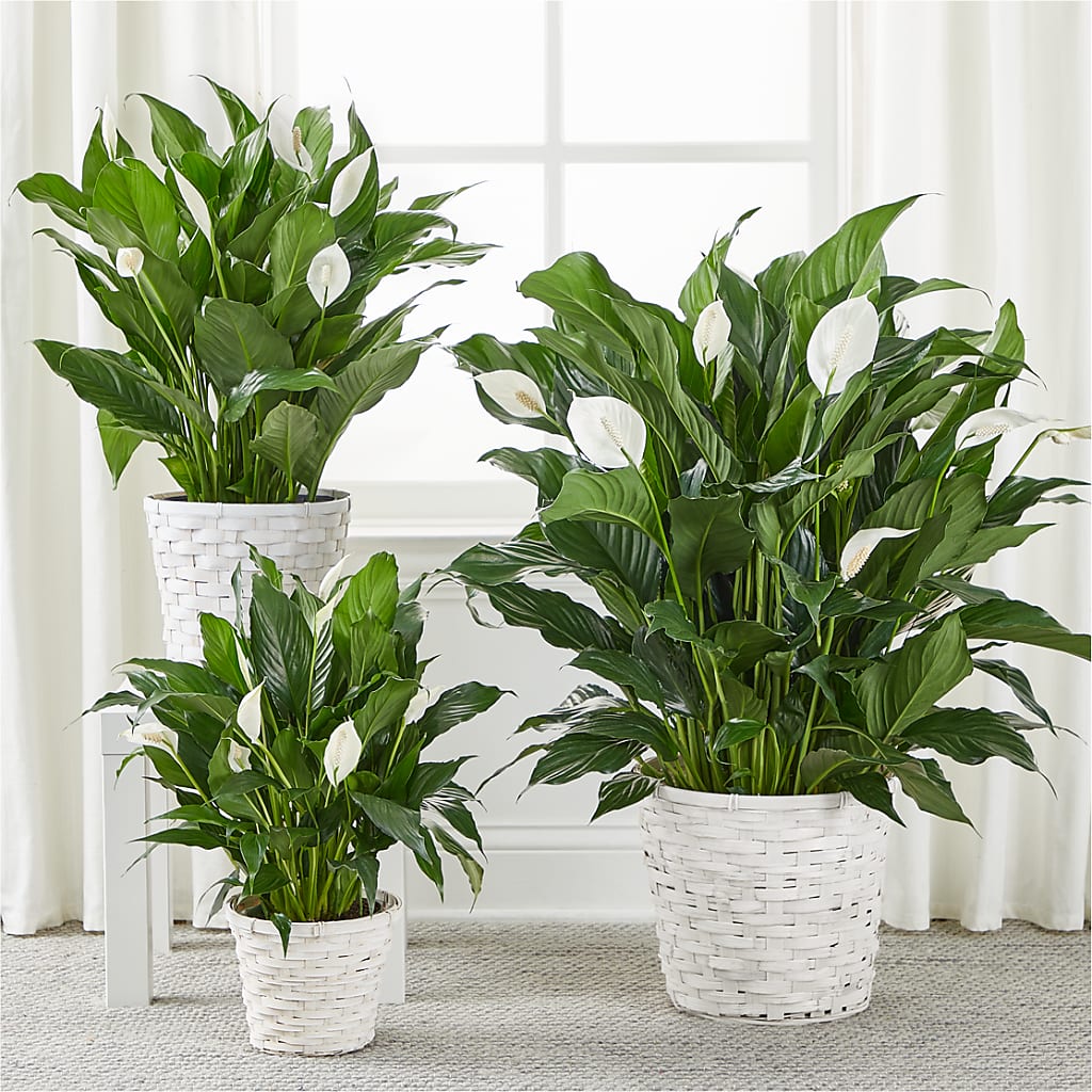 A New Leaf Peace Lily –  Lasting Impressions Flowers Llc, Flemingsburg KY