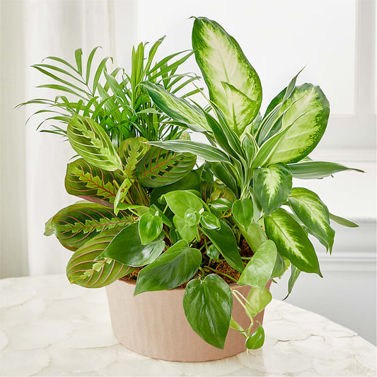 Balance & Harmony Dishgarden –  Lasting Impressions Flowers Llc, Flemingsburg KY