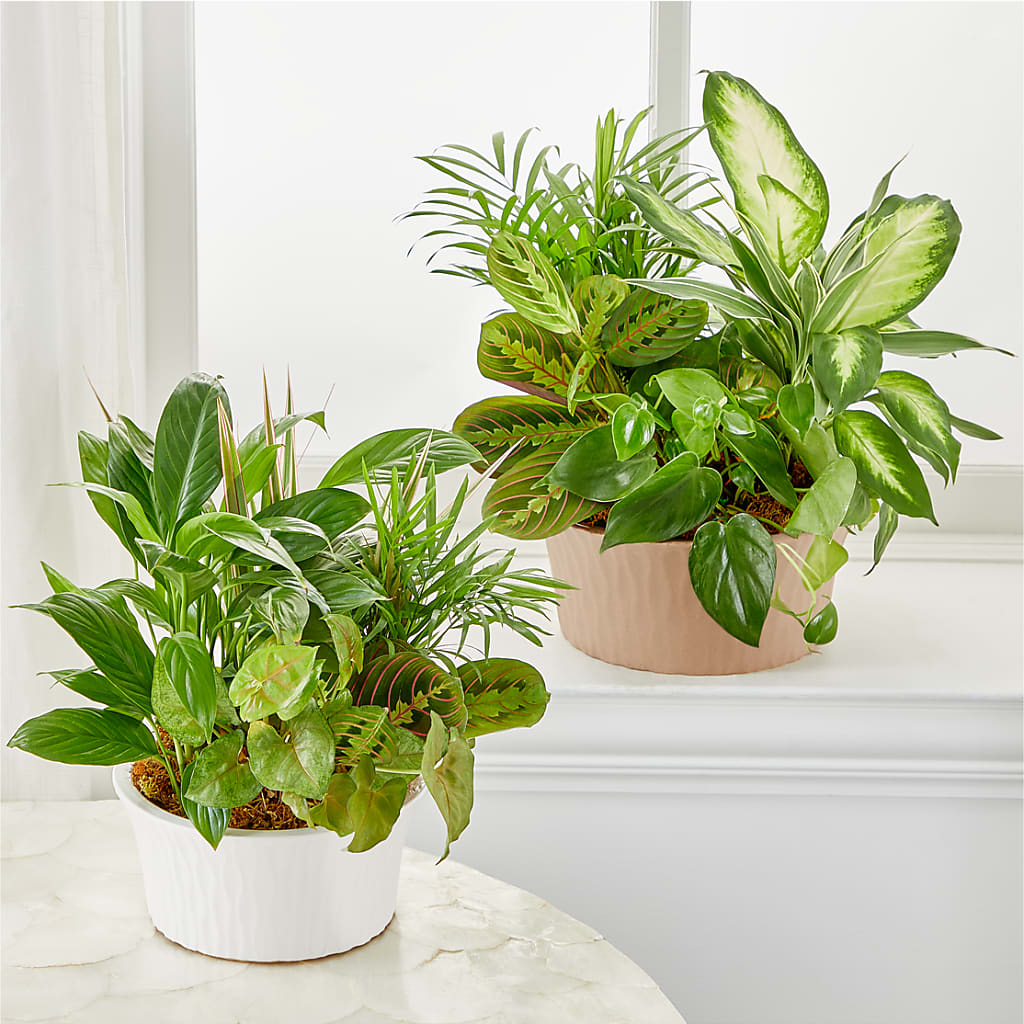 Balance & Harmony Dishgarden –  Lasting Impressions Flowers Llc, Flemingsburg KY