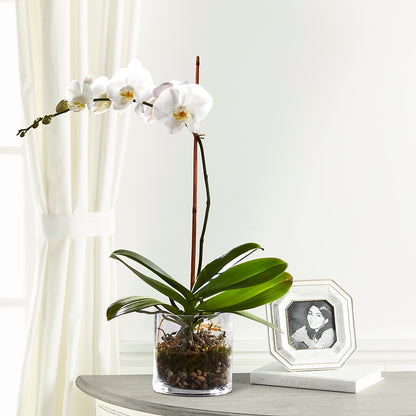 White Orchid Planter –  Lasting Impressions Flowers Llc, Flemingsburg KY